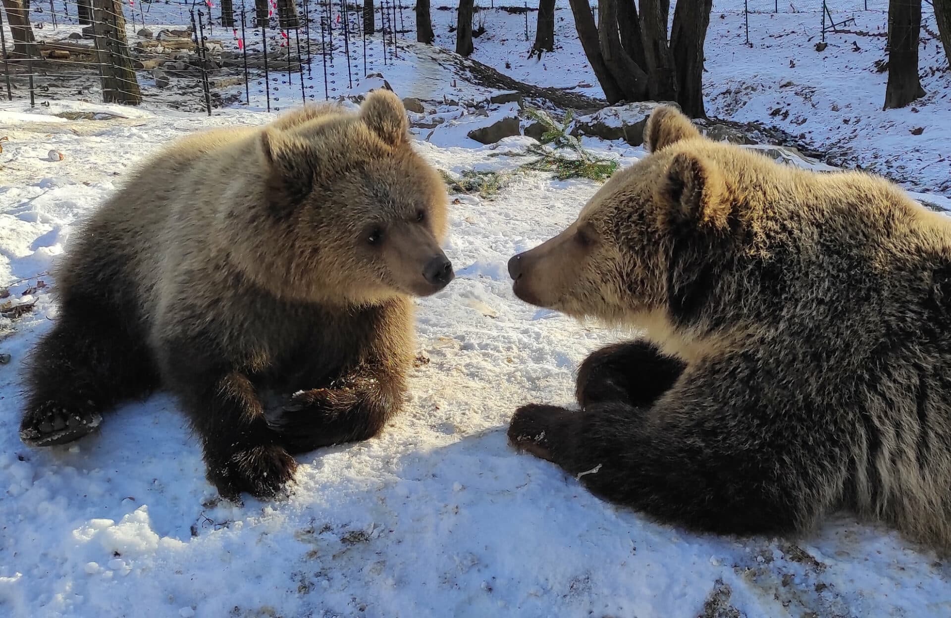 Rekordný rok v košickej ZOO. Najdrahšie zviera si môžete ADOPTOVAŤ za takmer 1,5-tisíc EUR