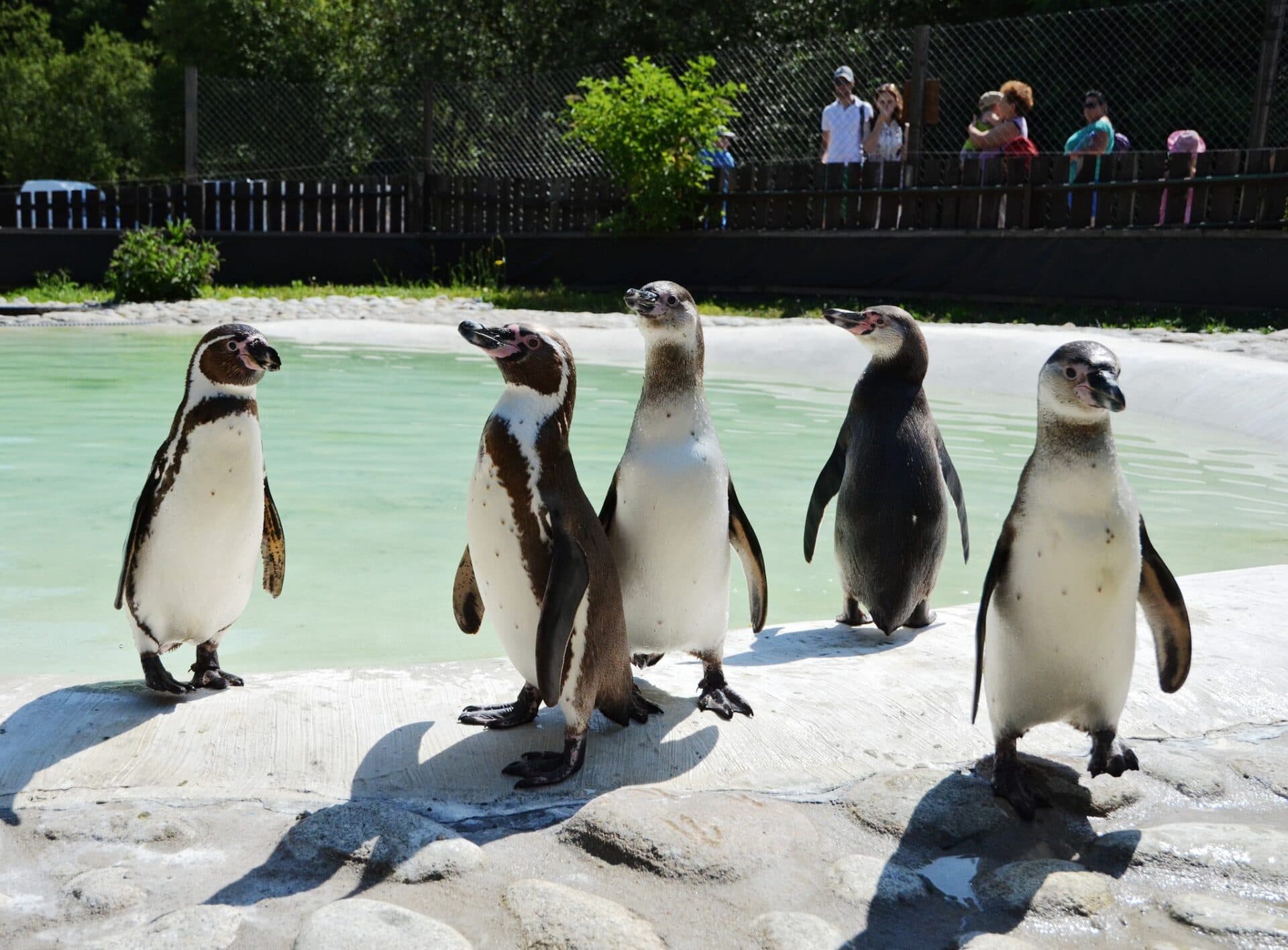 Bránami košickej ZOO prešlo takmer 250-tisíc návštevníkov. Toto sú úspechy roku 2023!