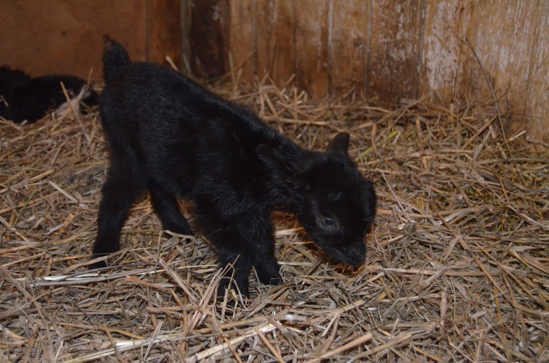 Košická ZOO ma prvý tohtoročný prírastok! Kozička prišla na svet presne na Nový rok