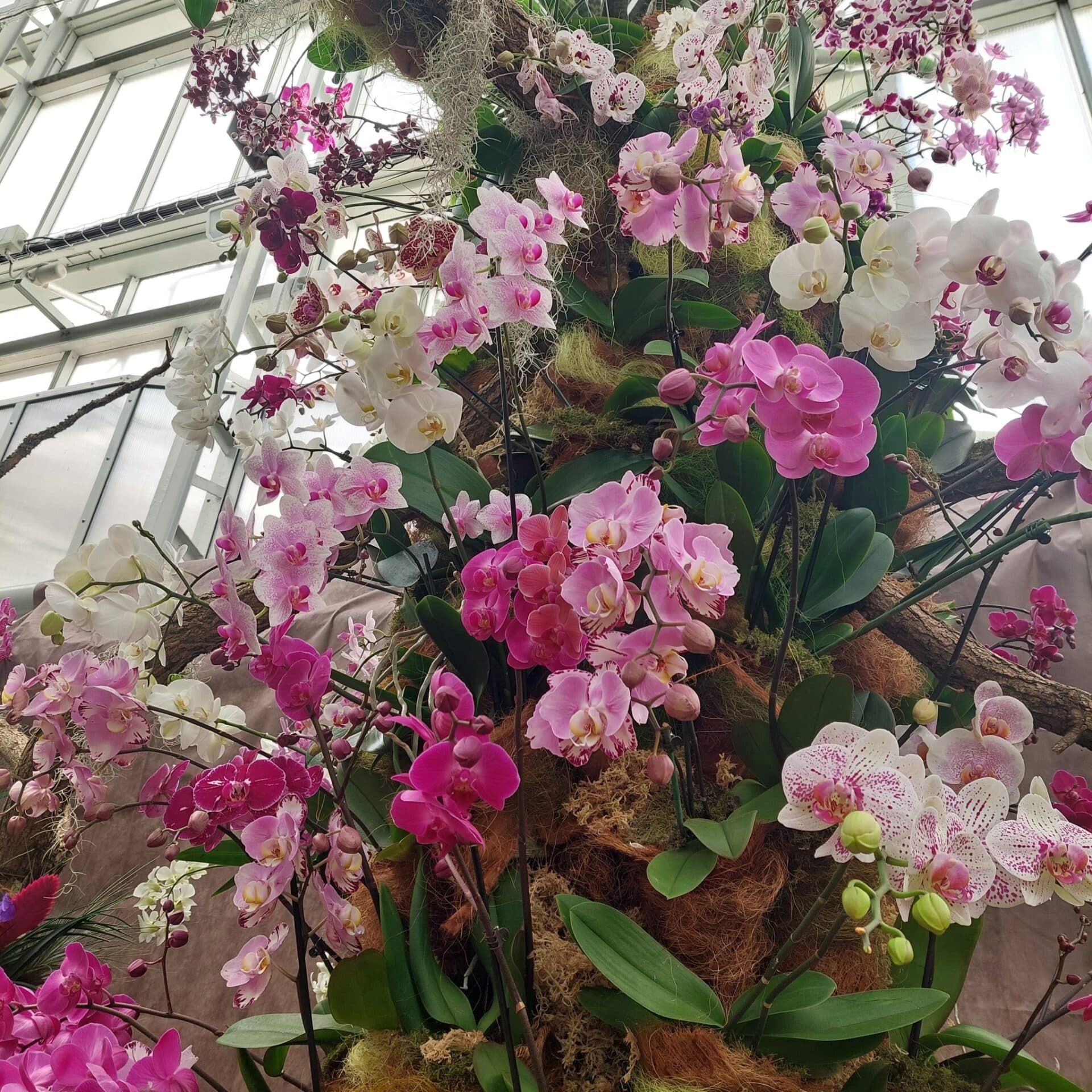 Navštívte orchideové kráľovstvo v Botanickej záhrade. Ruku k dielu priložili aj študenti (FOTO)