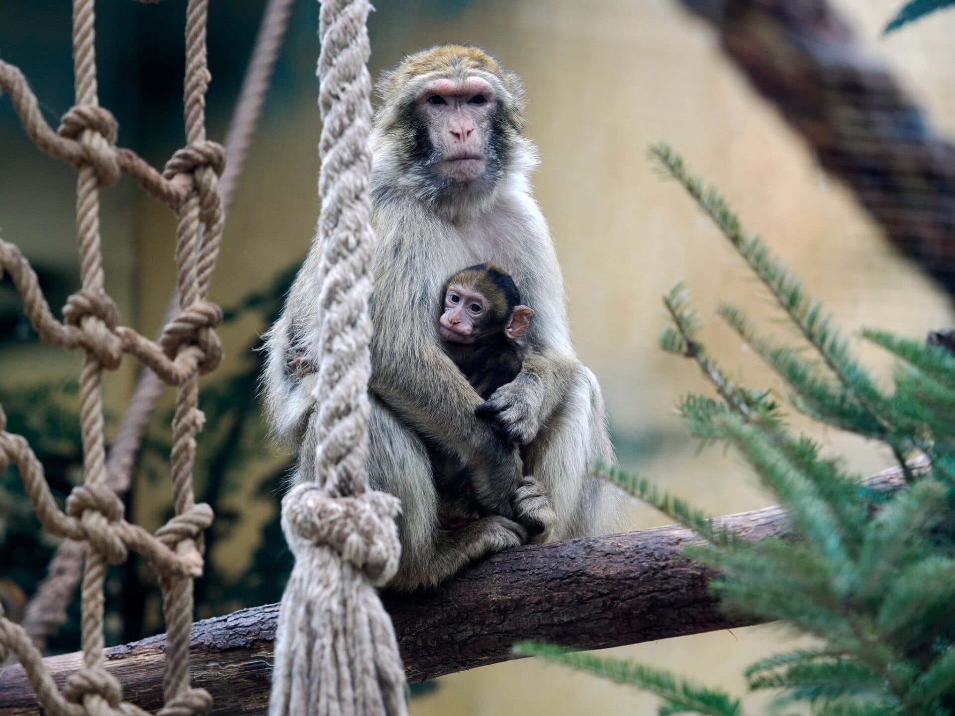 Košická ZOO ponúka na Valentína zvýhodnené vstupné. Kto ju navštívi zadarmo?