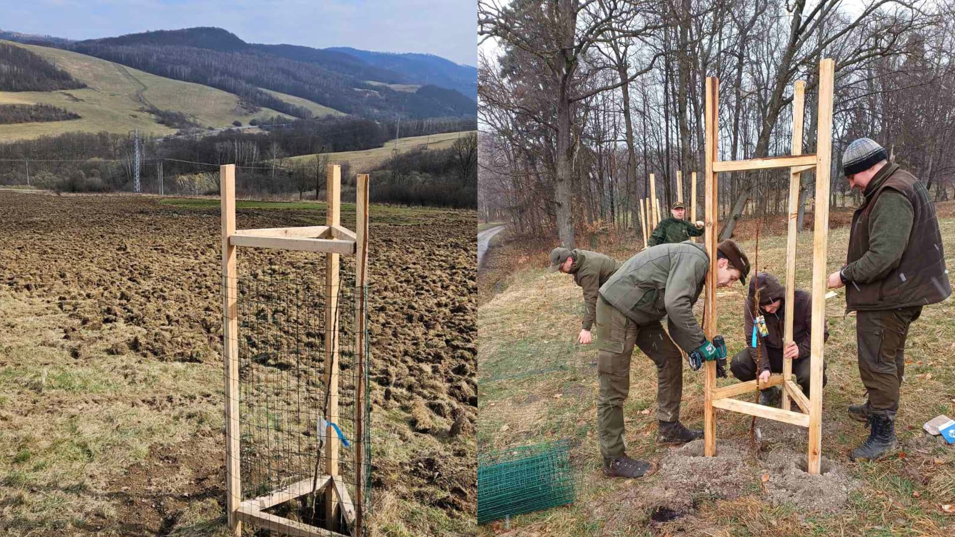 V košických lesoch prebehla výsadba ovocných stromov. Okrem skrášlenia prinesú aj úžitok