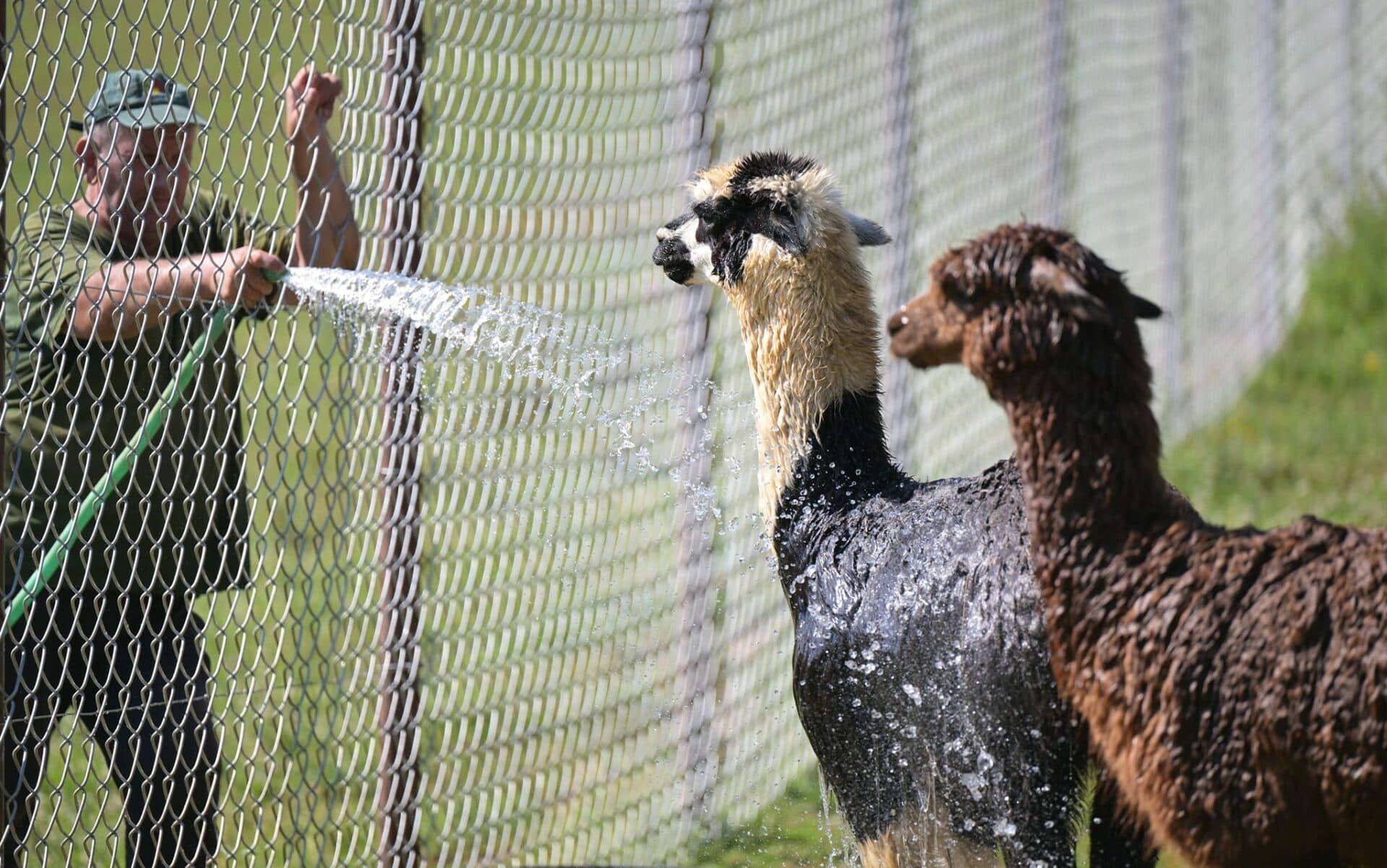 Ako sa zvieratá v košickej ZOO chránia pred extrémnymi horúčavami (FOTO)