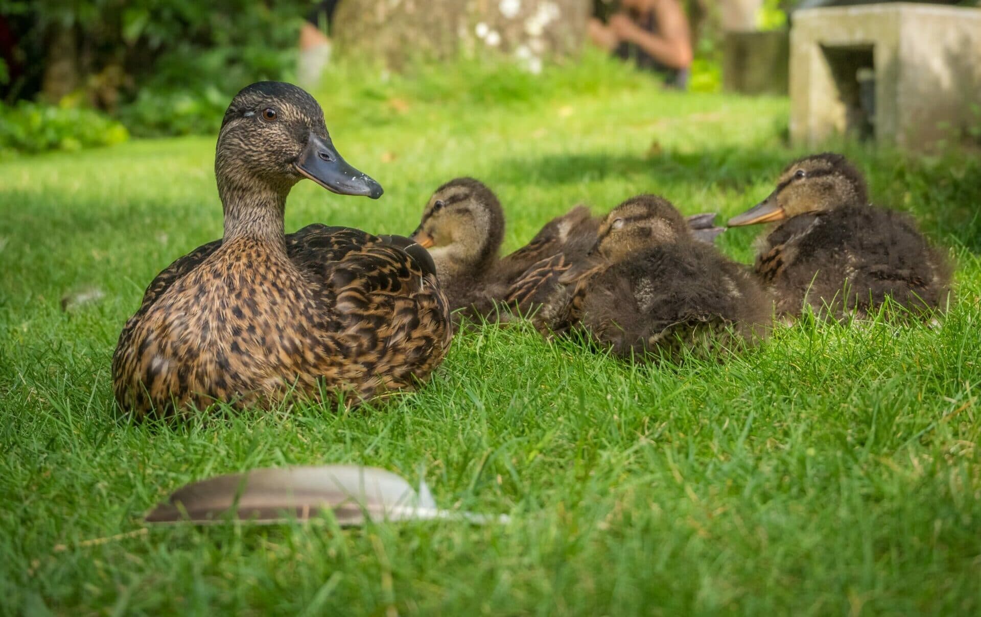 ZOO Košice zatvorili svoje brány až do odvolania. Dôvodom je výskyt VTÁČEJ CHRÍPKY!
