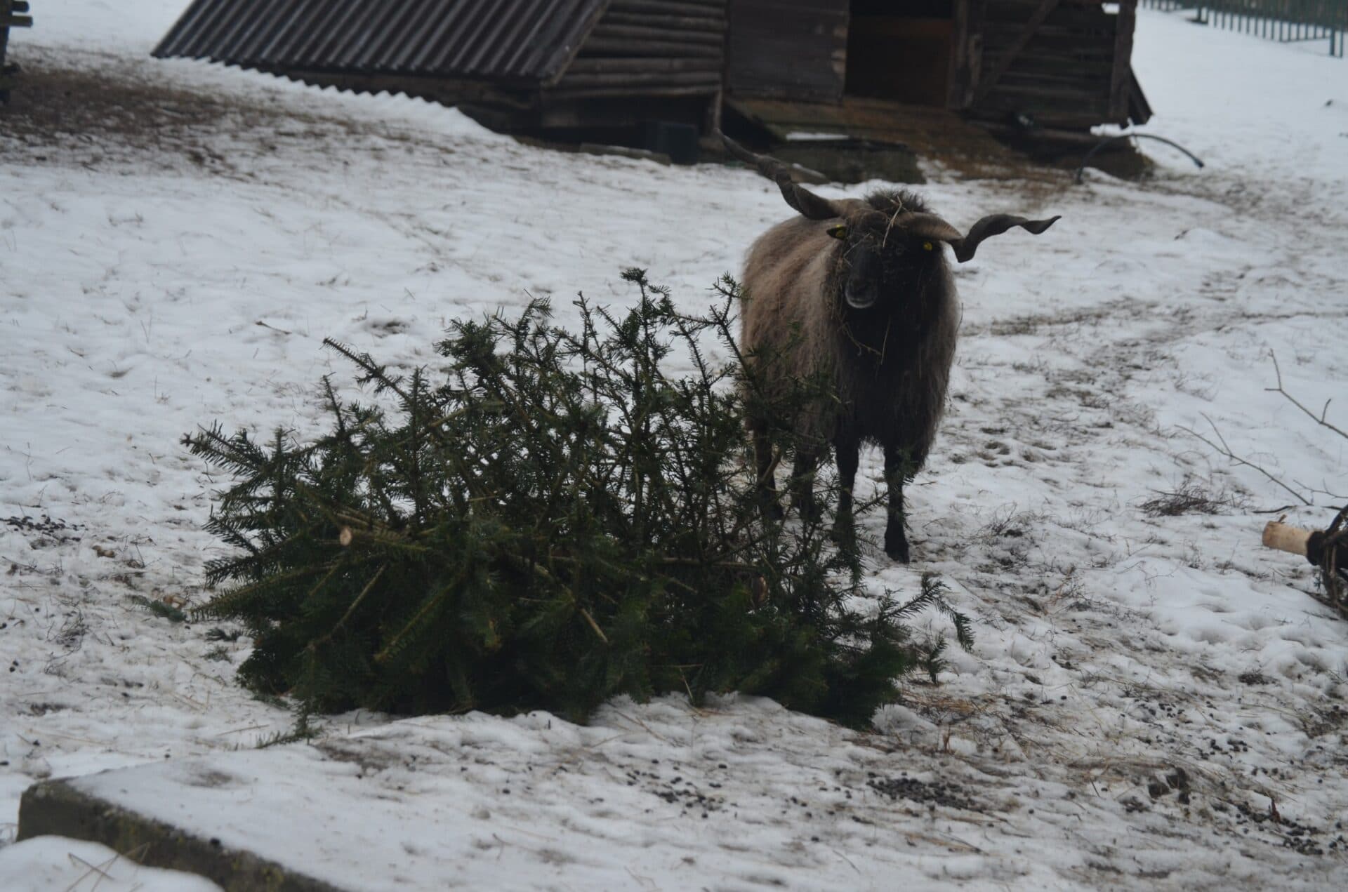 Vianočné stromčeky skončili ako pochúťka pre zvieratá v ZOO (FOTO)