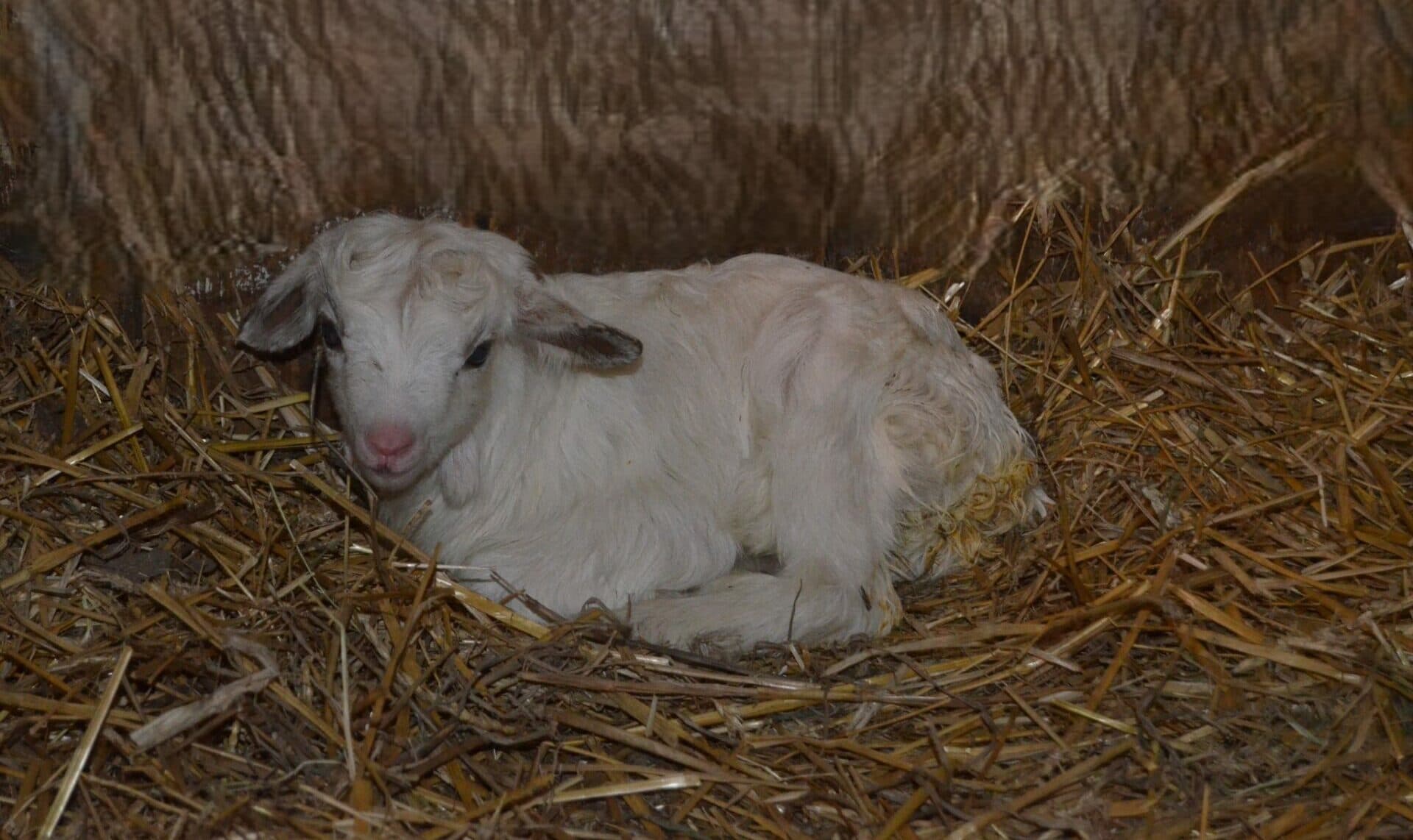 Košická Zoo privítala prvé tohtoročné mláďa