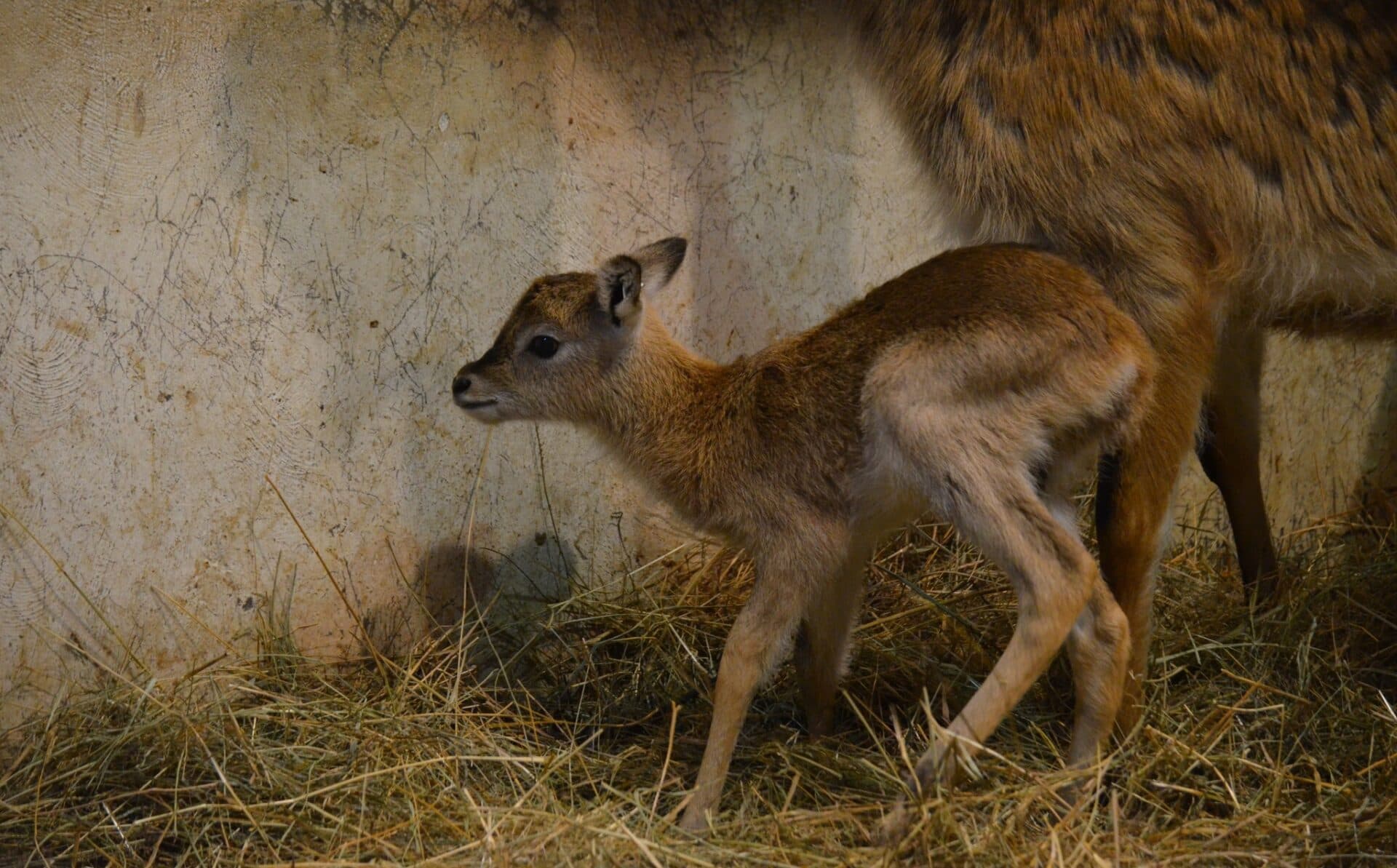 V košickej zoo sa od začiatku roka narodilo osem mláďat (FOTO)