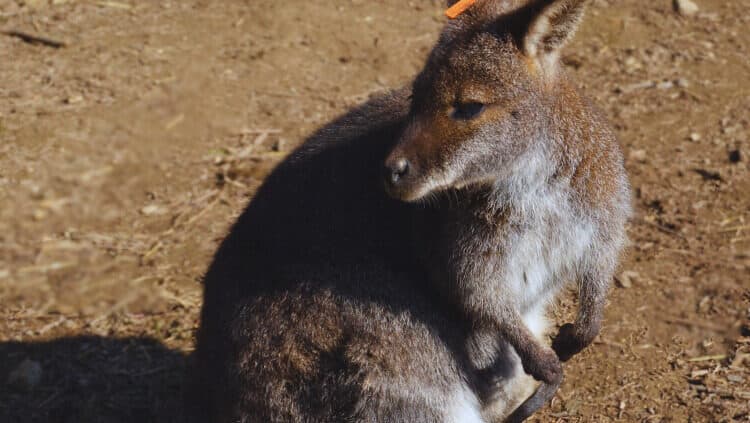 V ZOO Košice sa prvýkrát podarilo zachytiť mláďa kengury červenokrkej (FOTO)